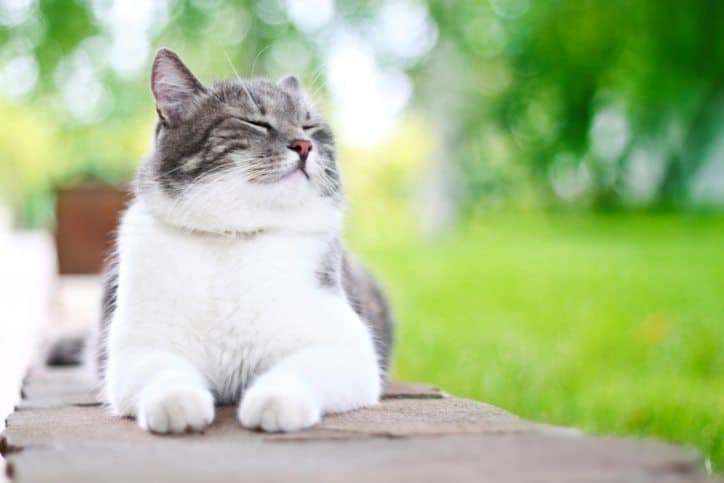 Mindful Living Network, Mindful Living, Dr. Kathleen Hall, The Stress Institute, OurMLN.com, MLN, Alter Your Life, Mindful, Mindful Animals, Animals, Adopt A Shelter Cat Month