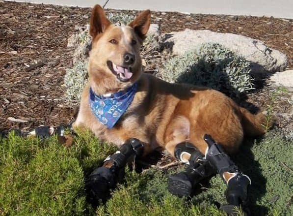 bionic paws, bionic dog, animal prosthetics, disabled animals