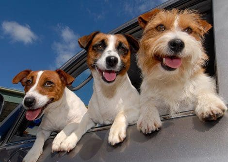 mindless living, mindful living, mindfulness, mindful living network, ourmln, Mindful Animals