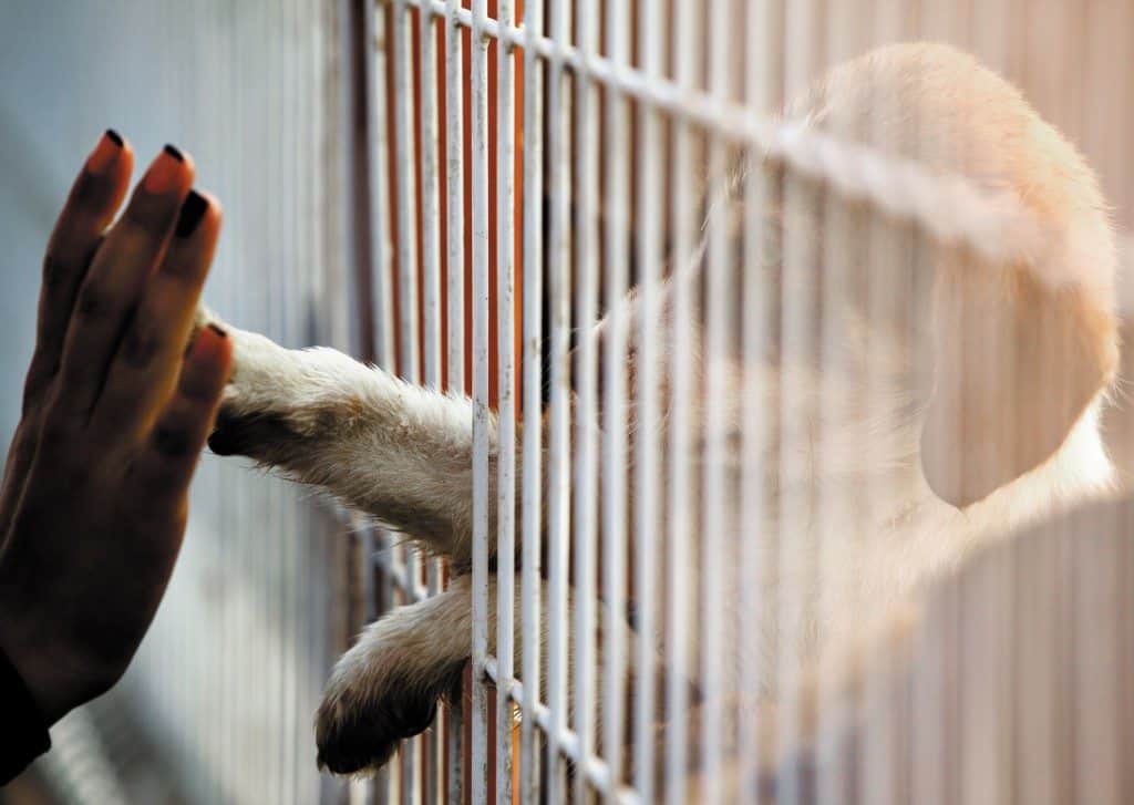 myth busting on pet adoptions, pet adoptions, adopt dont shop