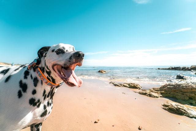 gps collar, pet gps, track your pet