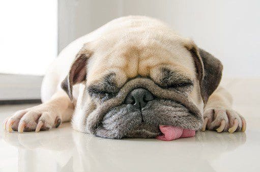 pet stress, reduce pet burnout, canine stress, feline stress