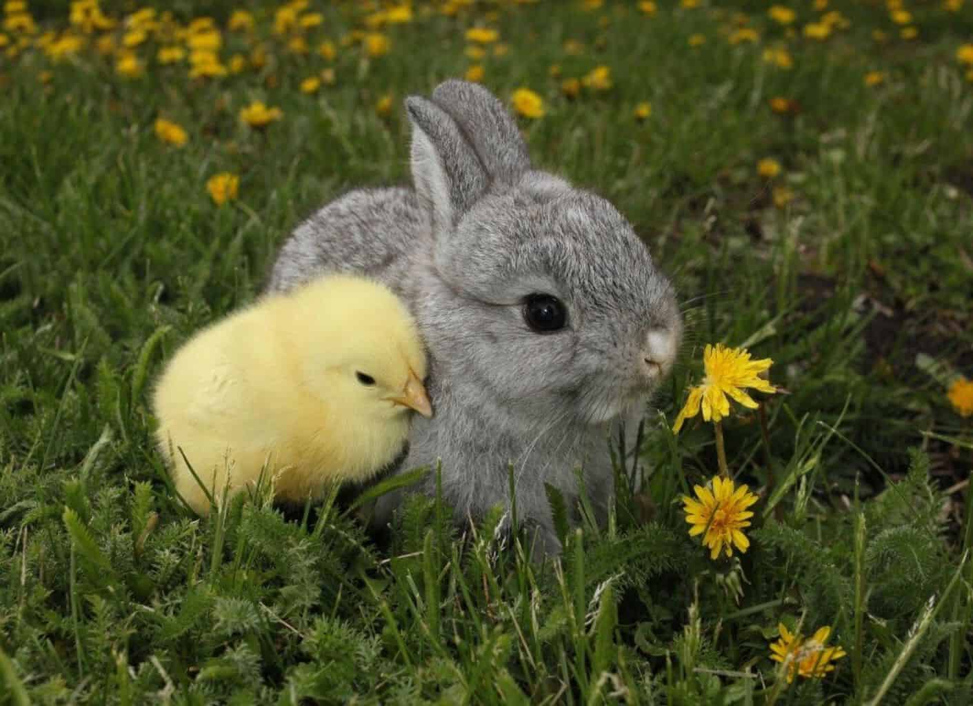 baby animals, cute animals