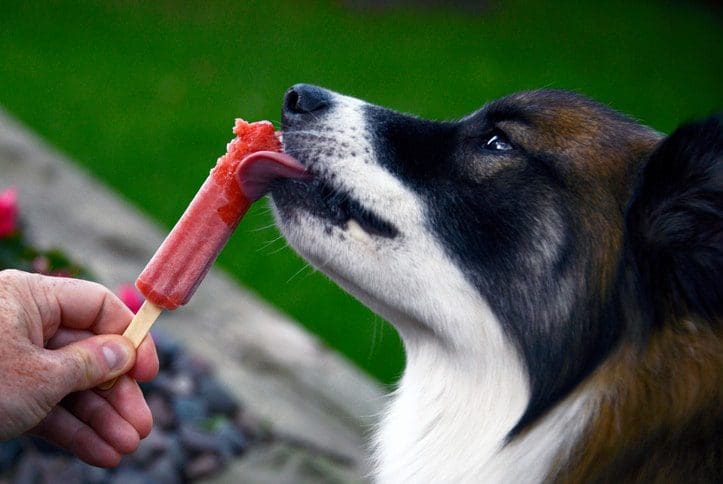 frozen pet treats, pet treats, homemade pet treats,