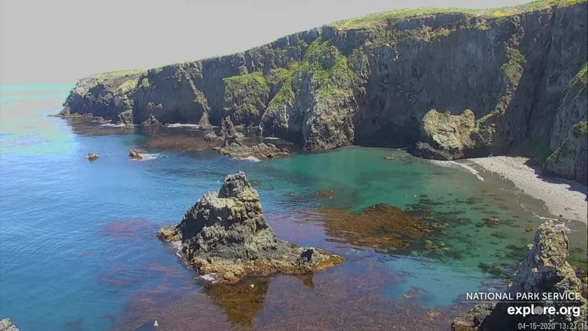 Channel Islands' Anacapa Peregrine Falcon Cam
