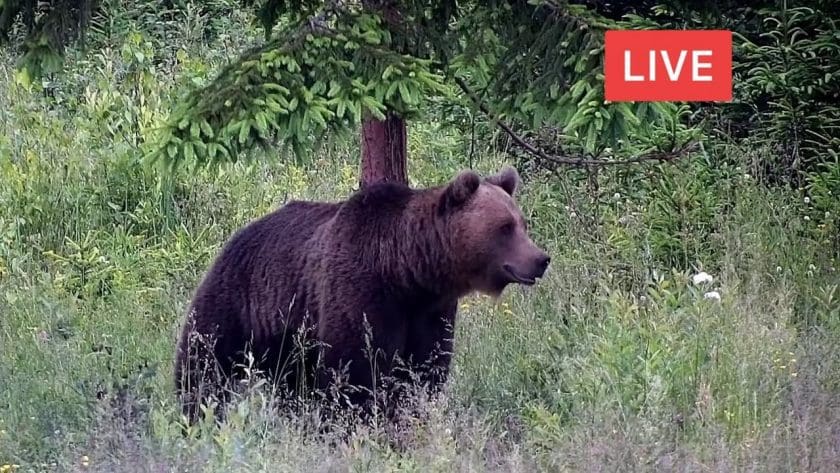 Libearty Bear Sanctuary