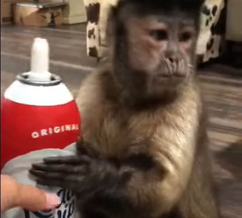 monkey loves whipped cream